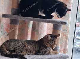 4 adult cats for urgent rehoming