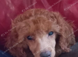 Poodle