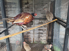 Pheasants