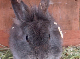 Female rabbit seeking new hutch