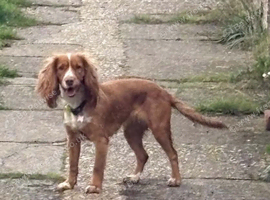 Cocker spaniel bitch 'goldie'