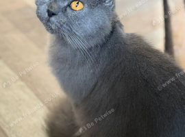 Cat female 5 yr