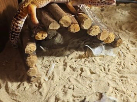 Leopard gecko
