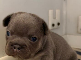 K.c French bulldog