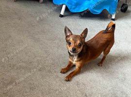 Female chihuahua 8 months old
