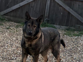 Trained German shepherd male