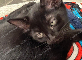 6 coloured kitten for sale