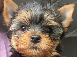 beautiful Yorkshire terrier puppy bitches