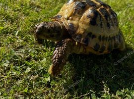 Male tortoise for sale