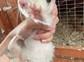 Sandy x black self ferret kits