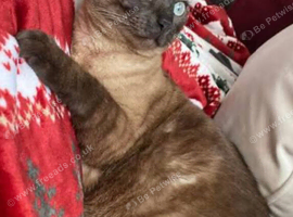 Bengal female