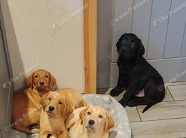 Pups (health tested parents)