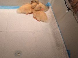 Call ducklings