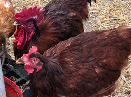 Pair Rhode island red