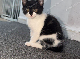 7month old cat