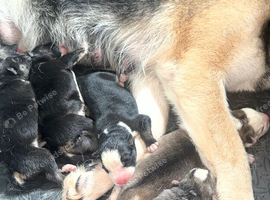 3/4 husky 1/4 German shepherd - Last big boy