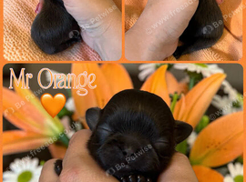 True chocolate imperial Shihtzu puppies