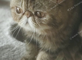 Brown Tabby Exotic Male