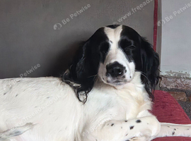 Springer spaniel cross