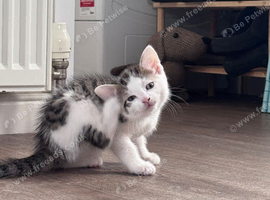 Playful Kittens