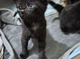 2 kittens!