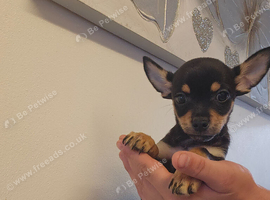 Chihuahua