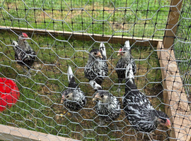 Silver spangled hambug bantams