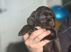 Show Cocker Spaniels