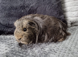 2 Guinea pig girls
