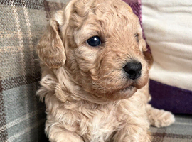 Stunning Cavapoochon puppies