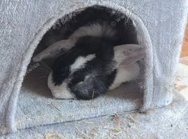 Female Mini Lop