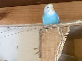Baby rainbow budgies