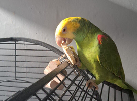 Amazon
