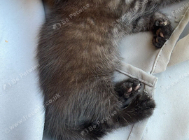 Ragdoll Maine coon