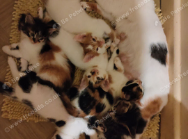 Beautiful litter of kittens looking for there forever homes