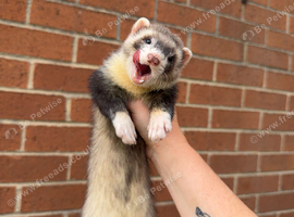 2 Male Ferrets