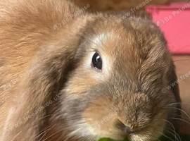 Mini lop and hutch!