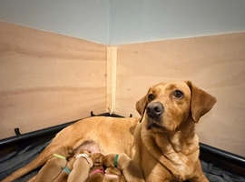 Kc registered fox red Labradors