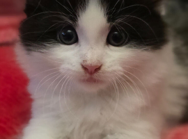 Beautiful Fluffy Kittens Looking for Loving Homes