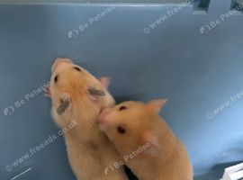 Syrian Hamster Baby&rsquo;s - Ready Now