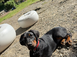 6 month old Doberman pup.