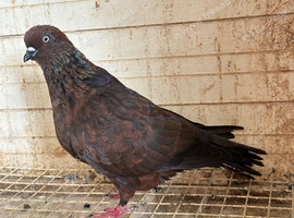 German tippler hen