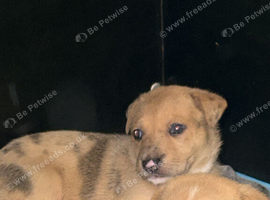Staffy cross German Shepard