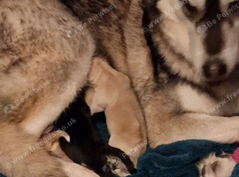 2x Shepsky puppies for sale