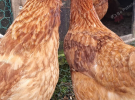 Laying Hens Chickens, Only &pound;5 each Hen Chicken