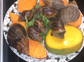 &nbsp;Baby African Giant Land Snails for Sale