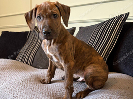 Beautiful Rhodesian Ridgeback x Bull Lurcher Puppies - Only 4 Left!