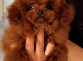 Teacup korean toy poodle stud