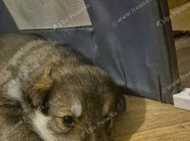 Husky/wolf hybrid Cross german shepherd pups