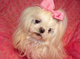 Gorgeous Babydoll KC Registered Korean Maltese Adult Girl
